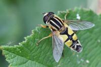 Helophilus trivittatus
