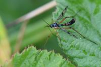 Ptychoptera contaminata