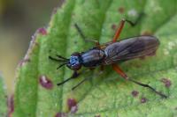 Sepedon sphegea