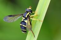 Philhelius pedissequus
