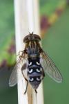 Anasimyia transfuga
