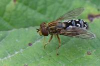 Anasimyia transfuga