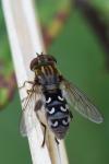Anasimyia transfuga