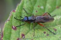 Sepedon sphegea