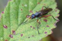Sepedon sphegea
