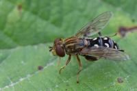 Anasimyia transfuga