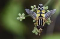 Helophilus trivittatus