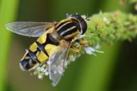 Helophilus trivittatus