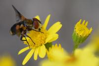 Ectophasia crassipennis