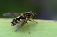Eurimyia lineata