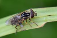 Eurimyia lineata