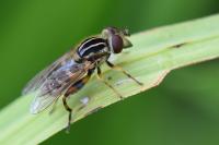 Eurimyia lineata