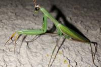 Mantis religiosa