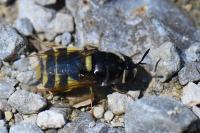 Stratiomys potamida