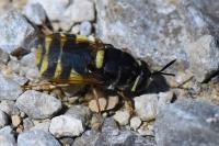 Stratiomys potamida