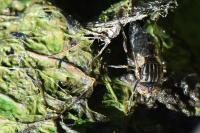 Eristalinus sepulchralis