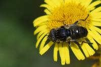Eristalinus sepulchralis