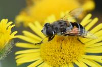 Eristalis arbustorum