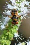 Ectophasia crassipennis