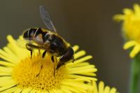 Eristalis nemorum