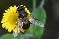 Eristalis tenax