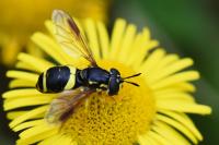 Chrysotoxum bicinctum