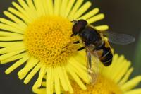 Eristalis nemorum