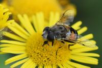Eristalis arbustorum