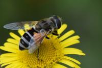 Eristalis arbustorum