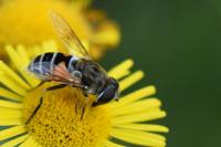 Eristalis arbustorum