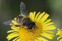 Eristalis tenax