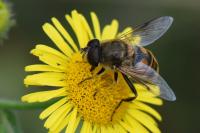 Eristalis tenax