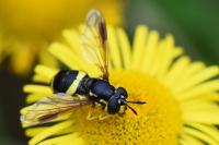 Chrysotoxum bicinctum