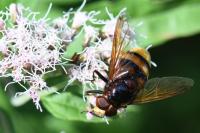 Volucella zonaria
