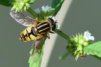 Helophilus pendulus