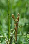 Mantis religiosa