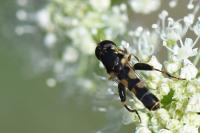 Syritta pipiens