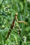 Mantis religiosa
