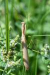 Mantis religiosa