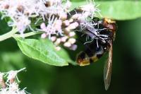 Volucella zonaria