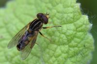 Eurimyia lineata
