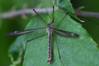Tipula lateralis