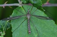 Tipula lateralis