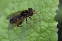 Eurimyia lineata