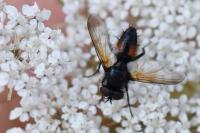Clairvillia biguttata