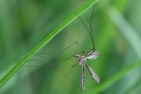 Tipula lateralis