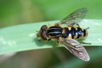 Eurimyia lineata