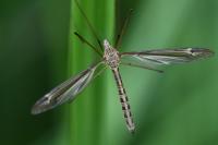 Tipula lateralis