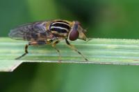 Eurimyia lineata