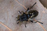 Eristalinus sepulchralis